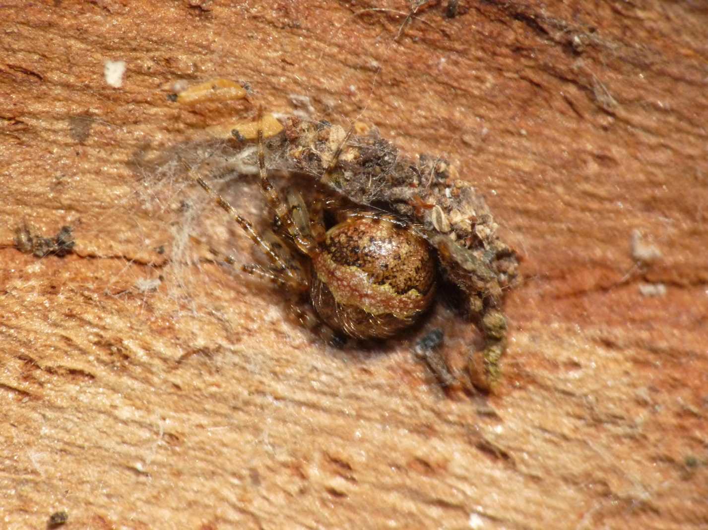 Theridion sp.; Leviellus sp./Stroemiellus stroemi